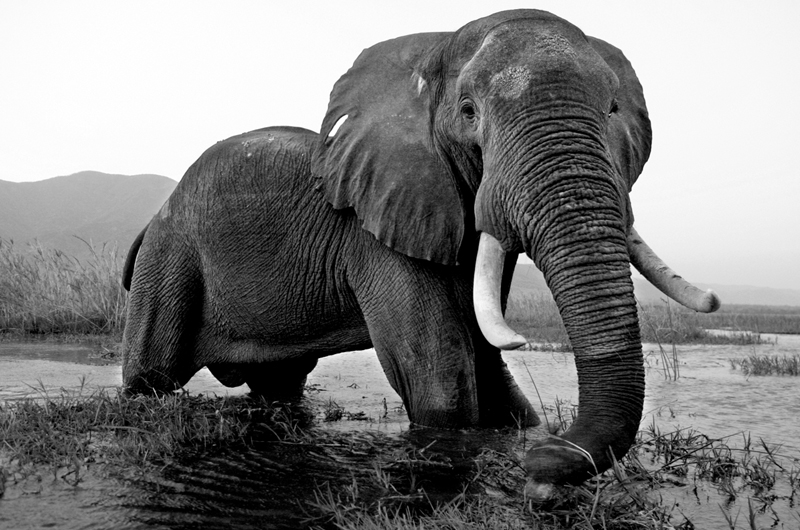elephant beverly joubert photography beautiful water africa
