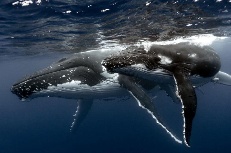 whale photography beauty ocean